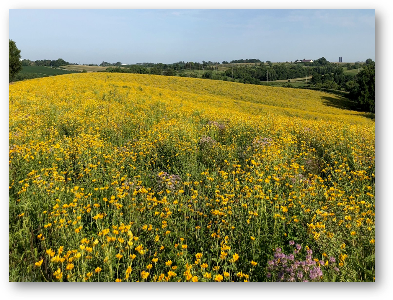 Photo of Iowa farm